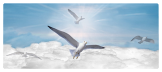 DNSEMP L 101 BL Journey Home Clouds Birds Blue